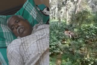 man injured in wild elephant attack in idukki  wild elephant attack  ശാന്തൻപാറയിൽ കാട്ടാനയുടെ ആക്രമണം  ഇടുക്കിയിൽ കാട്ടാനയുടെ ആക്രമണത്തിൽ ഒരാൾക്ക് പരിക്ക്