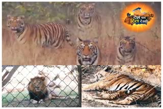 Tigers fun in Pench National Park