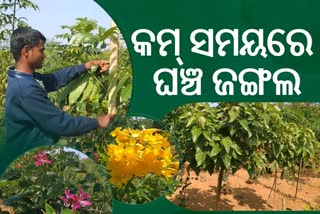 Miyawaki method: ଜାପାନୀ ପଦ୍ଧତିରେ କମ୍ ସମୟରେ ଘଞ୍ଚ ଜଙ୍ଗଲ