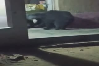 Villagers Panic As Wild Bears Stray Into Houses In Malkangiri