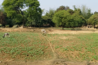 आवारा पशुओं से परेशान किसान.