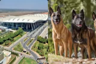 belgian malinois dog security for kempegowda international airport