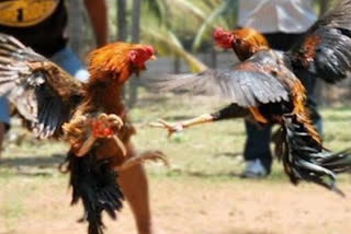 cock fights in nuziveedu at krishna district