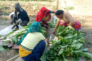 Radish one rupee per kg in delhi dehat