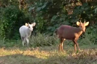 White Hog Deer