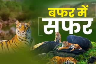 Satpura Tiger Reserve