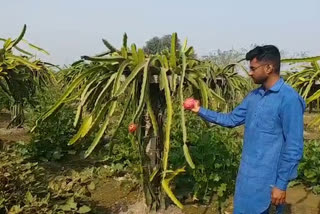 dragon fruit farming in Karnal