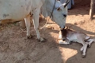 calf born with five legs