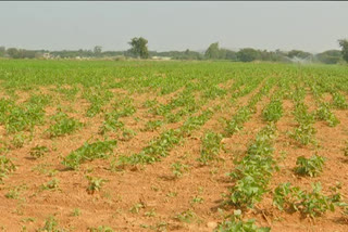 Yasangi Cultivation in Telangana