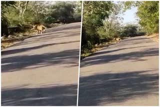 Viral Video Of Panther In Chittorgarh