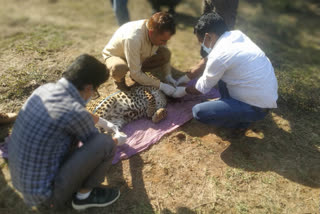 Panther Killed By A Train In Sawaimadhopur