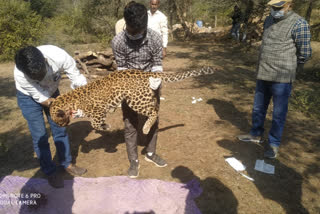 panther dies after being hit by train in sawai madhopur at delhi mumbai railway track