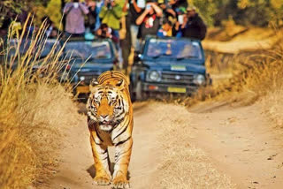 panna tiger reserve