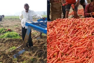 carrot farming machine Hisar