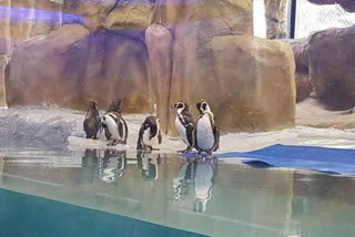 Two Penguin Chicks name ceremony