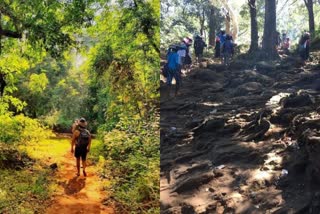 ADM Inspection in sabarimala forest way  ശബരിമല മകരവിളക്ക് തീര്‍ഥാടനം  കരിമല കാനനപാത തുറക്കല്‍  ശബരിമലയിൽ എഡിഎം പരിശോധന  karimala forest way