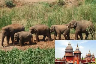 MHC Suggestion to Railway to prevent elephants death, Thermal Scanning Camera in Rai engines and Rail tracks,