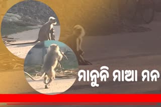 ସନ୍ତାନର ମୃତ୍ୟୁକୁ ଗ୍ରହଣ କରି ପାରୁନାହିଁ ମାଆ