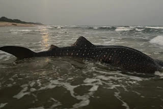 Shark entangled in fishing net rescued in AP's Visakhapatnam