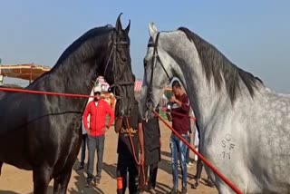 Ravan horse in Sarangkheda Yatra horse market  horse market in maharashtra  സാരങ്കേഡ യാത്ര കുതിര മാർക്കറ്റിൽ രാവൺ കുതിര  മഹാരാഷ്ട്രയിലെ കുതിര മാർക്കറ്റ്