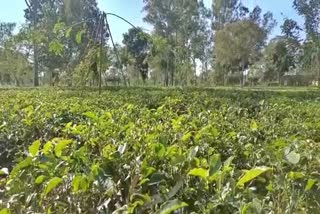 Madarkhat Tea Garden