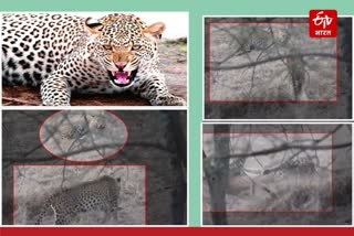 leopard fight in Jhalana Reserve, Jaipur latest news