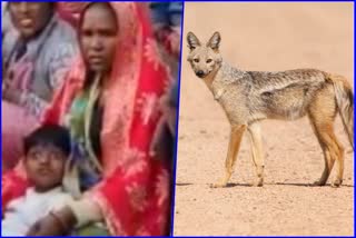 mother rescues her son from jackal