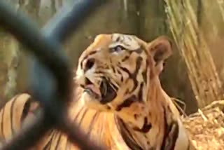 Mudumalai captured tiger get recovering i