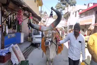 Nandi bull reached Pauri