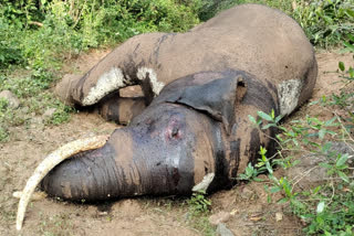 40 year old elephant found dead in Coimbatore