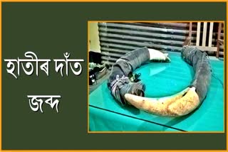 seize two elephant tusks in Barpeta