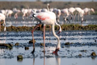 Foreigner Birds in Bhavnagar: ભાવનગરના કુંભારવાડા સહિત વિસ્તારના વેટલેન્ડમાં વિદેશી પક્ષીઓનું આગમન