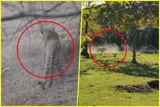Animal viral videos, leopard fighting, rhino chasing