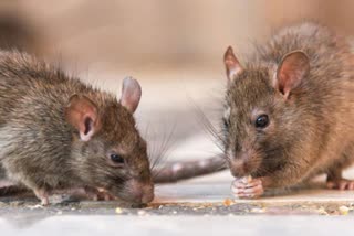 बिहार के चूहों का एक और कारनामा