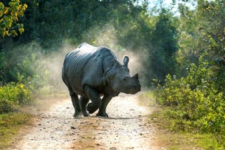 watch-rhinoceros-chases-safari-scares-tourists