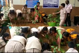Madurai School Students Learned Agriculture in national Farmers day, Madurai Singarathoppu Corporation Middle School, நாற்று நட்டு விவசாயம் கற்ற மதுரை மாணவர்கள், சிங்காரத்தோப்பு மாநகராட்சி நடுநிலைப் பள்ளி