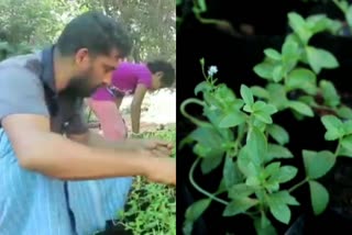 madura thulasi plant  madura thulasi cultivation in Kannur  madura thulasi planting Pariyaram Kannur  പരിയാരത്തെ മധുര തുളസി കൃഷി  മധുരതുളസി കൃഷിയില്‍ വിജയം കൊയ്ത് ശ്രീസ്ഥയിലെ കെ.വി ഷാജി  പ്രമേഹ രോഗികള്‍ക്ക് ഉപയോഗിക്കാവുന്ന ഇല