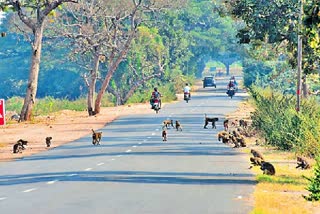 Monkeys Attack on people