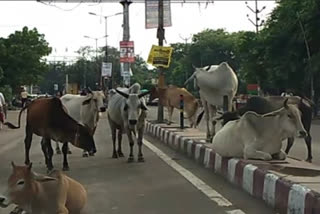 Assam Assembly clears amendments in Cattle Preservation Act