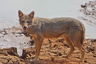 Braveheart mother rescues her son from jackal  Jackal strays into Thakurpura locality from Madhav National Park  Mother fights with jackal to save son life in Thakurpura of Madhav Park area  കുറുക്കനിൽ നിന്നും മകനെ രക്ഷിച്ച് അമ്മ  മാധവ് നാഷണൽ പാർക്ക് കുറുക്കൻ ആക്രമണം