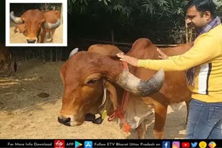 वाराणसी के गौपालकों को भा रही गुजरात की गीर गाय