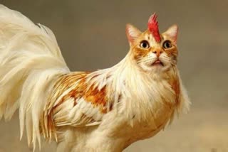 नवाब मलिकांनी ट्विट केला मांजराचा चेहरा आणि कोंबड्याचं शरीर असलेला फोटो..