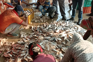 digha hilsa fishing before christmas