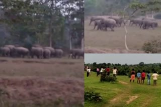 herd-of-elephants-in-ramgarh