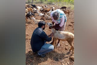 Bluetongue disease for sheep and goats in tumkur