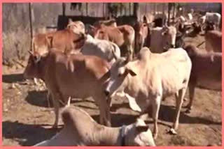 beef-recover-by-tinsukia-police