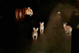 Tigress seen with 3 cubs in Ranthambore National Park