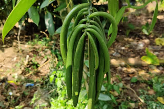 idukki vanilla cultivation  vanilla price drop in kerala  വാനില കൃഷി  വാനില വിപണി വിലയിടിവ്