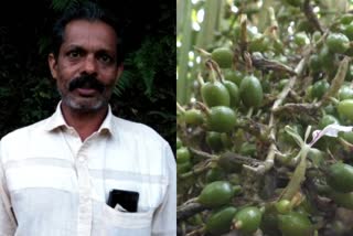 CARDAMOM PRICES FALL IN MARKET IDUKKI  Cardamom Farmers in distress idukki  ഏലക്കയുടെ വിലയിടിയുന്നു  ഇടുക്കിയിലെ ഏലം കർഷകർ ദുരിതത്തിൽ  മുടക്കുമുതൽ പോലും ലഭിക്കാതെ ഏലം കർഷകർ