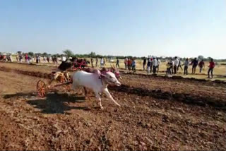 Bullock Cart Race